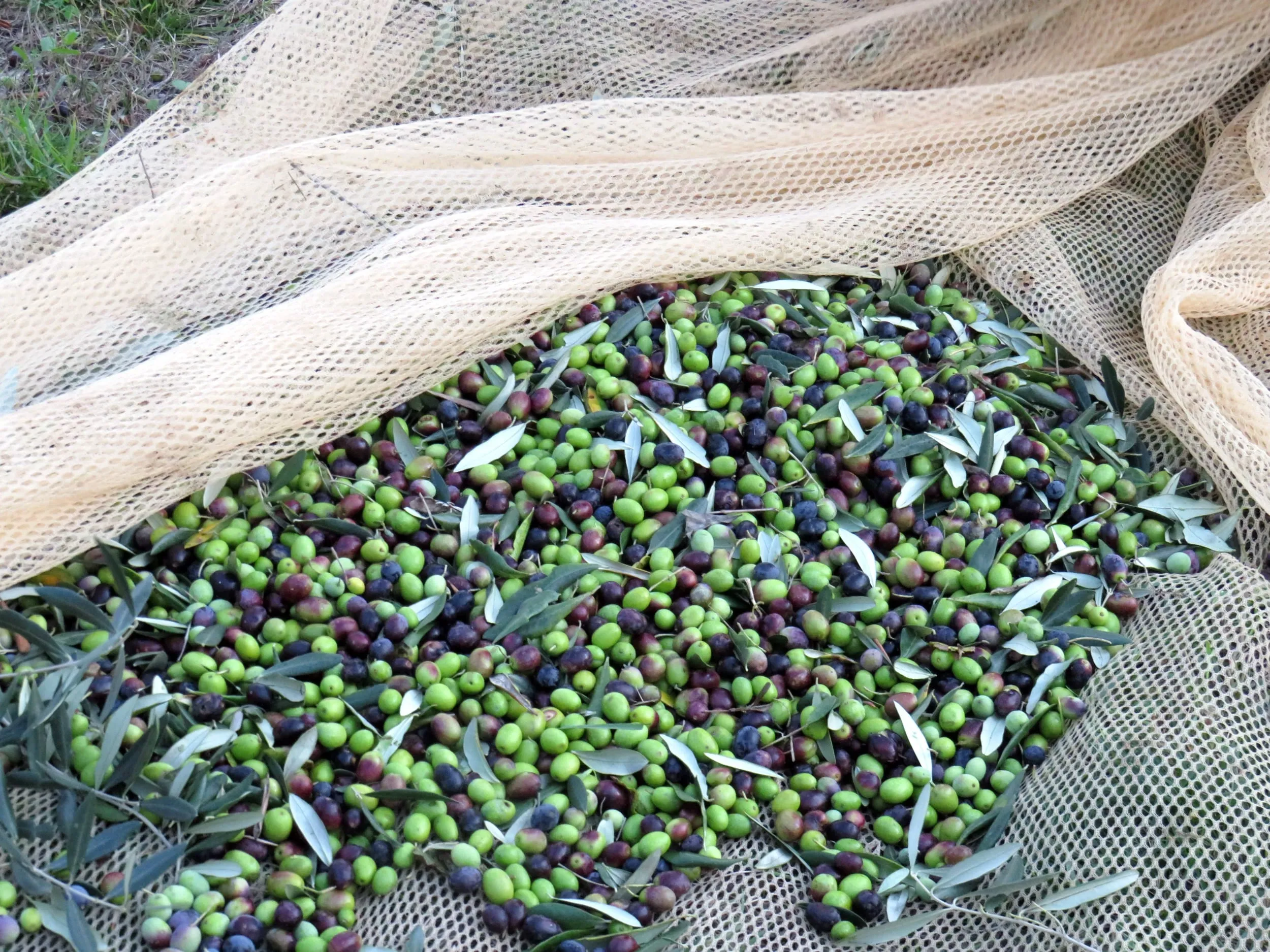 Aceituna verde recién derribada sobre el manto, con hoja de olivo entre ella