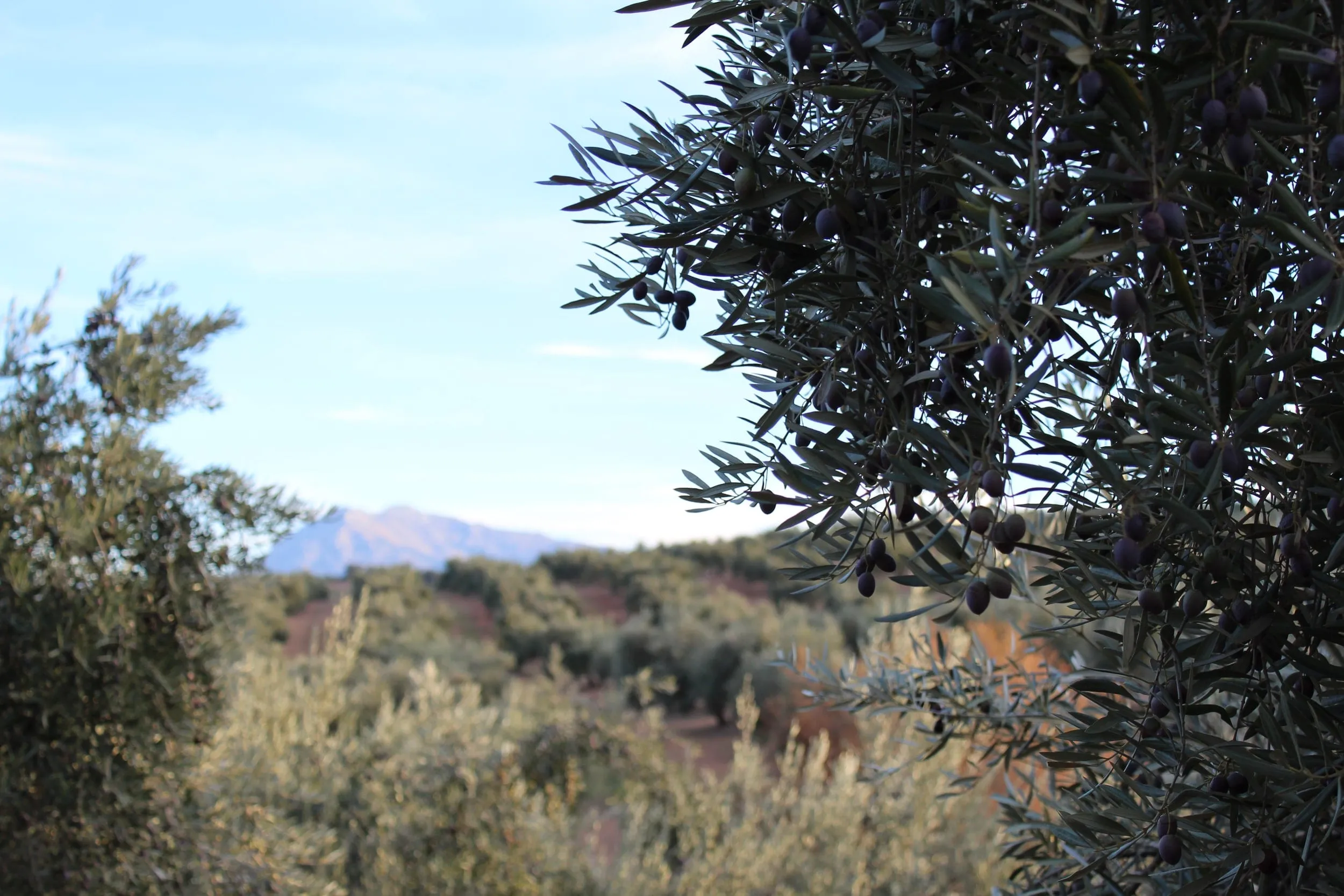 Rama de olivo cargada de aceituna, con el olivar y la sierra desenfocados al fondo