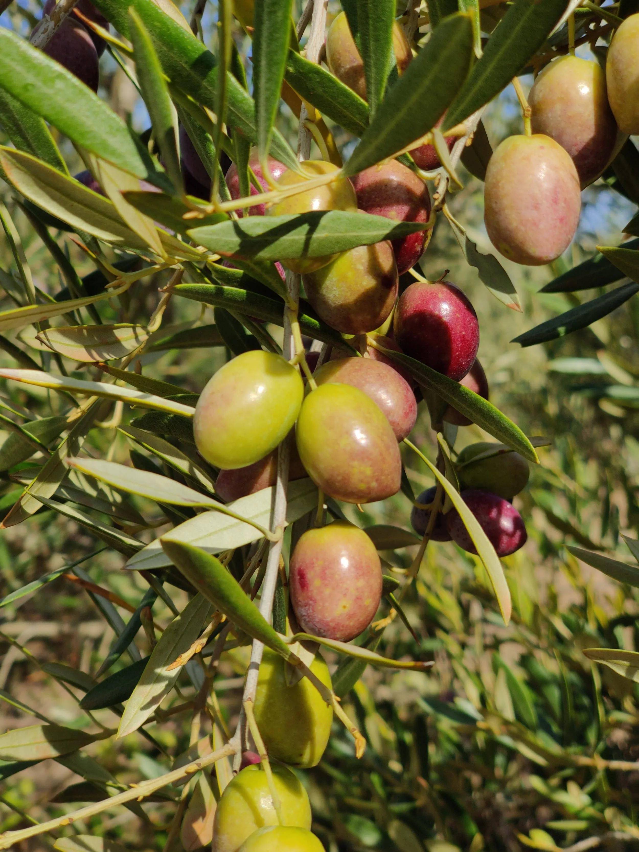 Aceitunas Picual en envero colgando de la rama, entre hojas verdes y plateadas
