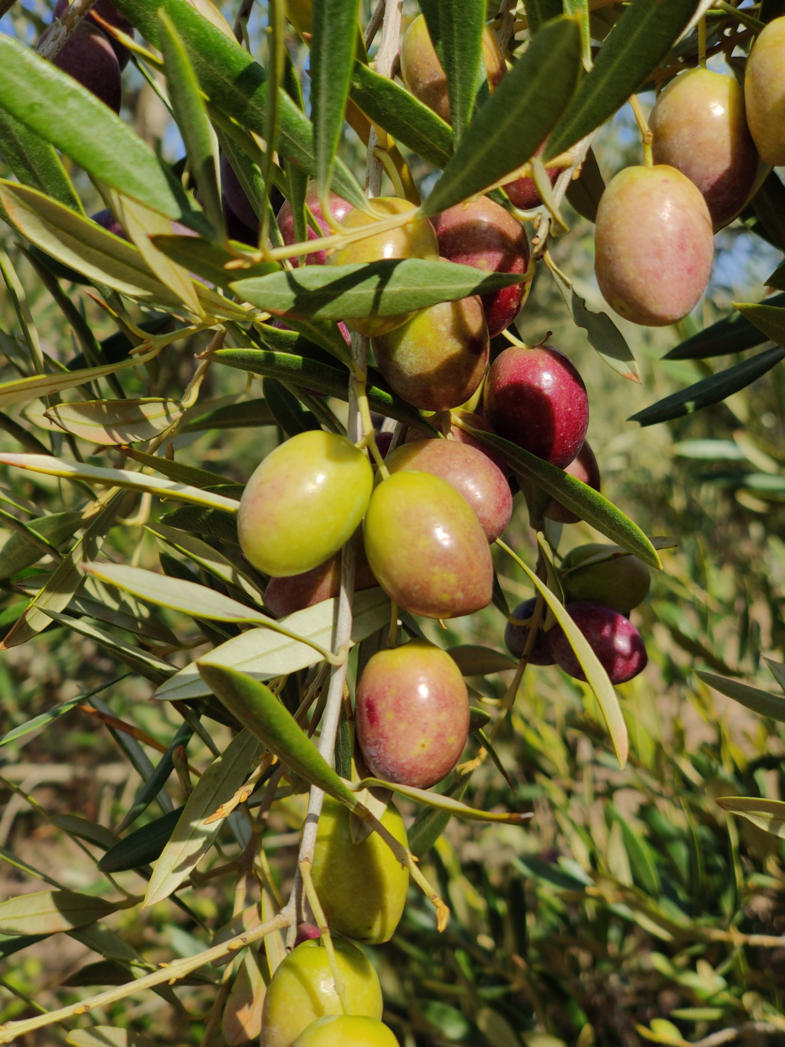 Aceitunas Picual en envero colgando de la rama, entre hojas verdes y plateadas